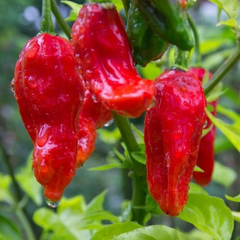 Pepper X - 25+ Seeds World's Hottest Pepper - USA Grown - - Extreme Heat - Ghost Pepper Hybrid - Home Garden