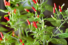 250mg Thai Garden Bird Hot Pepper Seeds Capsicum annuum | Very Hot, Non-GMO, Authentic Thai Cuisine, Spicy Chili for Sauces & Dishes