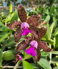 Cattleya Tigrina x Aclandiae NBS Seedling | Compact Orchid Hybrid with Spotted Fragrant Blooms | 3" Pot | Rare Collectors' Plant