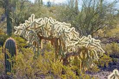 5 Cylindropuntia Fulgida Teddy Bear Cholla Cactus Cuttings - Unique Prickly Pear Cactus Segments for Propagation & Desert Gardens