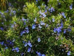 Organic Rosemary Herb Plants (Rosmarinus officinalis) | Live Dipped Cuttings 10”-12”