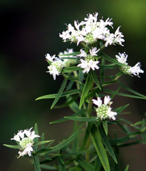 30mg Mountain Mint Herb Seeds | Pycnanthemum spp. Aromatic Perennial | Pollinator-Friendly & Medicinal Herb