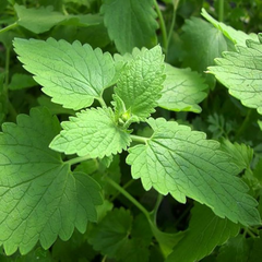 Catnip Seeds | 2,000 Heirloom Seeds | Non-GMO | Attracts Cats & Bees | Zones 3-9 | | Culinary & Tea Use