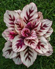 25+ Velvet Flame Calathea Seeds - Exotic Foliage Plant for Indoor & Outdoor Gardens - Rare Tropical Houseplant for Easy Growing