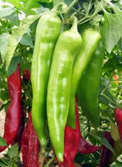 25 Hatch Big Jim Pepper Seeds – Capsicum annuum – Mild to Medium Heat, Heirloom, Non-GMO, Perfect for Roasting