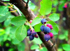 1 Saskatoon Serviceberry Tree 1-2 ft tall - Amelanchier alnifolia, Bare Root Plants, Disease Resistant, Hardy Zones 2-9