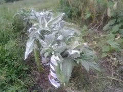 20 Seeds Bianco Avorio Cardoon (Cynara cardunculus) – Unique Edible Ornamental with Tender Stalks