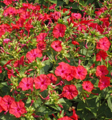 25 Seeds Four O’Clock Bi-Color – Mirabilis jalapa – Heirloom Non-GMO Annual or Perennial – Hummingbird & Pollinator Favorite