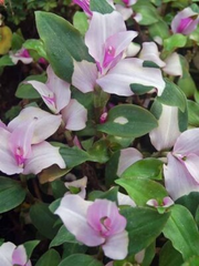 3 Unrooted Cuttings Variegated Tradescantia Blushing Bride Wandering Jew - Stunning Pink & White Leaves, Easy Propagation, Indoor Plant