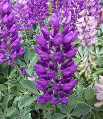 Lupinus ‘Cobb Mountain’ Lupine Seeds – 25+ Beautiful Purple Blooms for Garden Planting