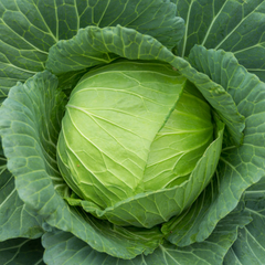 1g Cabbage Golden Acre Seeds Brassica oleracea | Heirloom Variety | Compact, Tender, Sweet Green Heads for Gardening