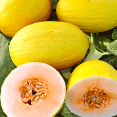 Crenshaw Melon Seeds | Heirloom, Non-GMO | Sweet & Spicy Flavor | 6-10 lb Melons | | USDA Zones 2-10
