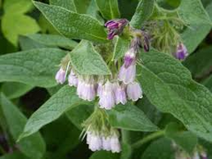 5 Russian Comfrey Unrooted Cuttings - Bocking 14 Cultivar, Symphytum x uplandicum, Herb, Organic Fertilizer, Easy to Grow Starter