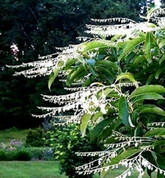 100 Lily of the Valley Sourwood Seeds (Oxydendrum arboreum), Honey Bee Tree, Fragrant White Flowers, Native Tree, Wildlife Friendly