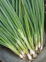 Evergreen Bunching Onion Seeds – Non-Bulbing Green Onion – Perennial Vegetable for Containers, Raised Beds, or Garden Borders