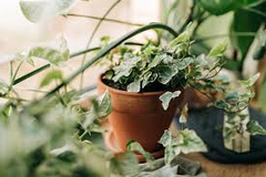 15 English Ivy Rooted Cuttings | Fast-Growing Privacy Plant | Hardy, Easy Care Vines | Ready to Plant | Indoor/Outdoor