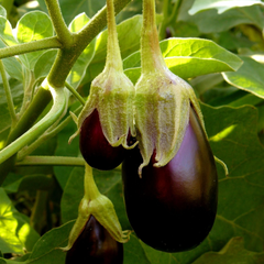 Eggplant Black Beauty Seeds – 300mg for Planting, Heirloom Variety, Large Glossy, High Yield, Heat Tolerant, Garden & Container