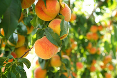 7 Live Cuttings 6" Prunus Persica California Peach | Sweet Fruit Tree Plant, Easy to Grow, Home Orchard, Juicy Peaches