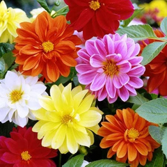 Cracker Jack Mix Marigold Seeds | Large Double Blooms | Non-GMO | | Zones 1-10