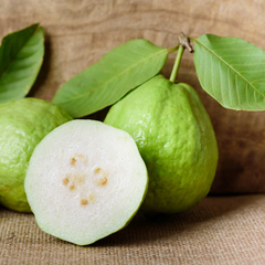 Guava Tree – Live Tropical White Guava Fruit Tree – Ships in Pot – Ready to Plant