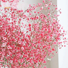 1000 Seeds Baby's Breath Deep Carmine, Crimson Red Flowers, Non-GMO, Pollinator-Friendly, Elegant Garden Blooms, Gypsophila elegans