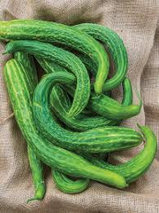 Suyo Long Cucumber Seeds | Heirloom Non-GMO | Burpless & Bitter-Free |