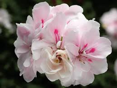 White Pink Pelargonium peltatum Trailing Ivy Geranium - 2 Live 6" Cuttings, Rare Double Petal Blooms, Easy to Propagate