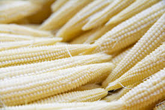 50 Seeds Popcorn Japanese Hulless White Baby Corn - Zea mays | Heirloom Popcorn Seeds for Planting & Homegrown Snacks