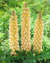 Lupinus ‘Cashmere Cream’ Lupine Seeds – 25+ Elegant Creamy White Blooms for Gardens & Pollinators