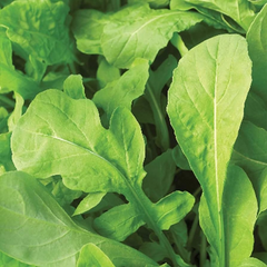 Astro Arugula Seeds | Heirloom, Non-GMO | Mildly Spicy, Nutty Flavor | Fast Growing | | USDA Zones 3-9