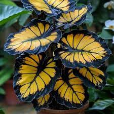 Sunburst Calathea Seeds (Calathea sp.) | 25+ Seeds | Exotic Tropical Foliage for Indoor & Outdoor Gardens