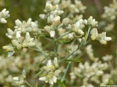 30 mg Seeds Pseudognaphalium obtusifolium – Sweet Everlasting Flowering Plant for Planting | Drought-Tolerant Wildflower Seeds