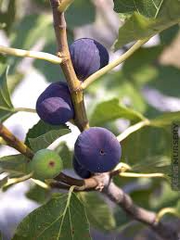 Texas Blue Giant Fig Seeds - 100 Rare Fruit Tree Seeds - USA Grown - - Sweet Blue Figs - Heat Tolerant - Home Orchard