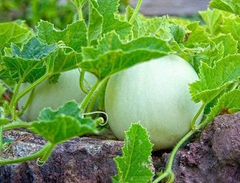 Green Honeydew Melon Seeds - Heirloom, Non-GMO - 115 Days to Maturity - Sweet & Juicy Melons - USDA Zones 2-10 - Perfect for Desserts