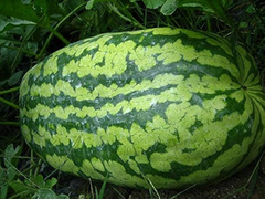 50 Carolina Cross Watermelon Giant Melon Seeds - USA Grown - - Prize-Winning Variety - Sweet Juicy Fruit - Home Garden