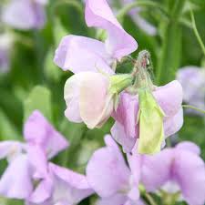 Elegance Lavender Sweet Pea Seeds – 50+ Early-Blooming Lavender Blooms – Climbing Vine for Bouquets, Trellises & Cottage Gardens – USA