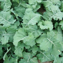 Premier Kale Seeds | Early Hanover | Heirloom | Cold-Hardy | Non-GMO | | Zones 3-9