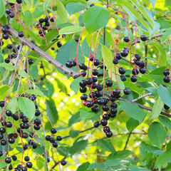 20 Black Cherry Seeds (Prunus serotina), Sweet Edible Fruit, High Yield, Hardy Tree, Perfect for Garden, Jam, Jellies, & Fresh Eating