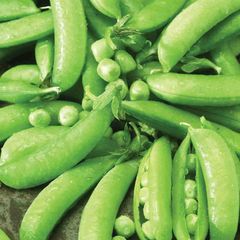 30 Seeds Pea Edible Pod Sugar Snap – Pisum sativum | Heirloom Sugar Snap Peas for Planting, Gardening & Sweet Crisp Harvests