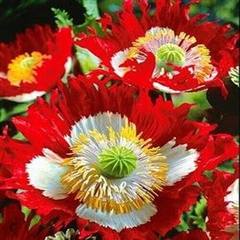 1000 Seeds Poppy Danish Flag, Red & White Cross Flowers, Huge Blooms, Pollinator-Friendly, Non-GMO, Stunning Garden Flowers for Borders