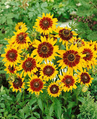 Gloriosa Daisy Seeds | Non-GMO | Yellow & Red Blooms | Drought Tolerant |