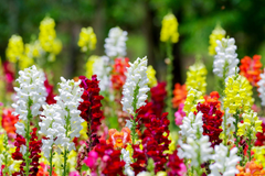 Cinderella Snapdragon Seeds (Antirrhinum majus) | 1000+ Seeds | Delicate Pastel Blooms for Garden & Cut Flowers