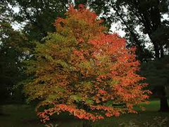 10 Seeds Acer grosseri var. hersii – Hers's Snakebark Maple, Rare Ornamental Tree with Striking Bark