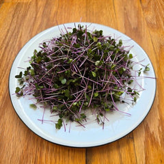 Kohlrabi (Purple)