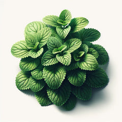 Lemon Balm (4x)