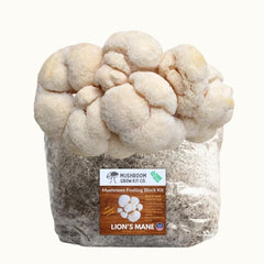 Lion's Mane Mushroom Grow Kit Fruiting Block - 5 LBS