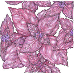 Dark Purple Opal Basil Seeds (Organic)