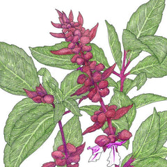 Thai Basil Seeds (Organic)