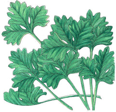 Cilantro Seeds (Organic)
