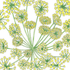 Mammoth Dill Seeds (Organic)